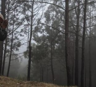Pakistan Forests